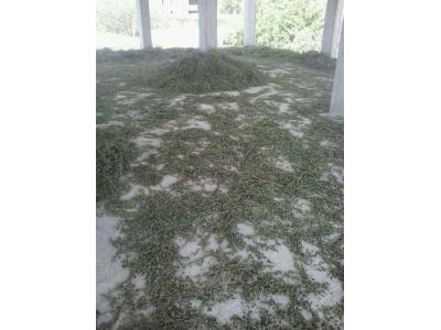 برداشت و فروش عمده بادرنجبویه(ملیس)