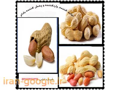 تولید کننده، وارد کننده و پخش کننده بادام