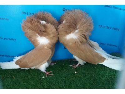 فروش کبوتر زینتی و قفس