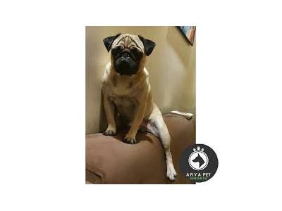 فروش سگ آپارتمانی-فروش سگ پامرانیان