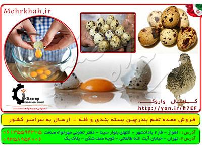 تخم نطفه دار-فروش عمده تخم بلدرچین