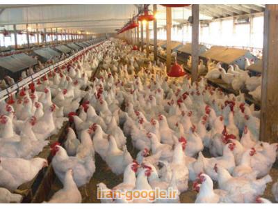 فروش مرغ تخم گذار(پولت) 