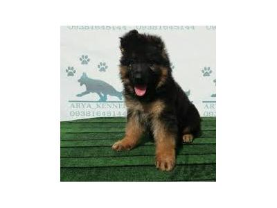 فروش سگ آپارتمانی-فروش سگ پارمرنیان 