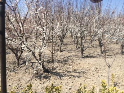 فروش باغ ویلا ۲۴۰۰ متری در شهریار (کد113)