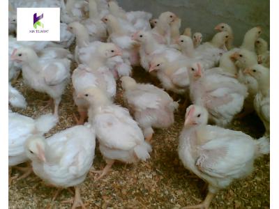 نهاده ها-فروش ویژه خوراک مرغ