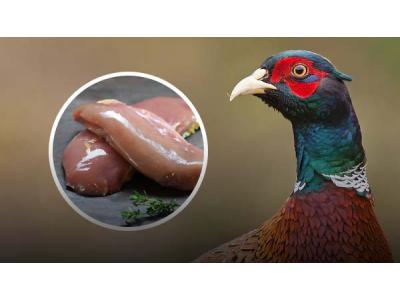 گوشت قرقاول پُروتی؛ تقویت ضعف بدن در کرونا