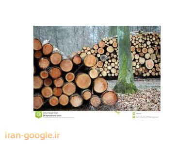 چوب صنوبر-تولید و فروش فرآورده های چوبی 
