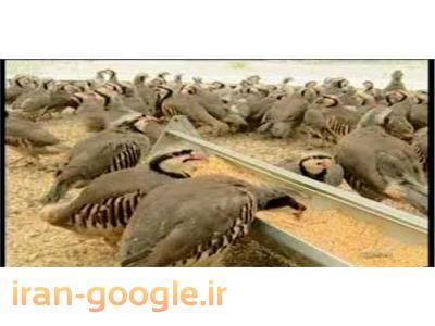 کبک زنده رود