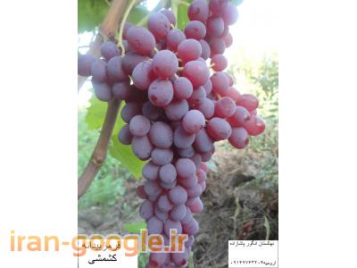نهالستان تاک وفروش نهال انگور
