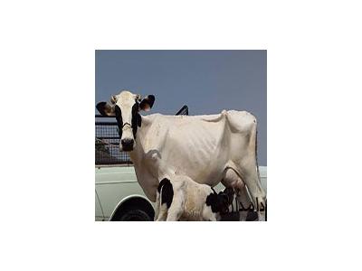 فروش گاو تلیسه آبستن