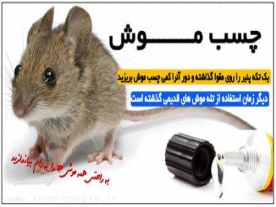 چسب موش گیر بهترین روش گرفتن موش( فروشگاه جهان خرید)