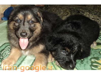 توله جرمن شهرد میکس ماده