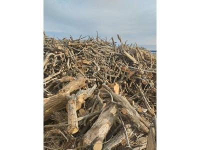 قیمت چوب چندل-خرید انواع چوب باغات