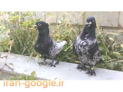 بلژیکی-فروش کبوتر زینتی