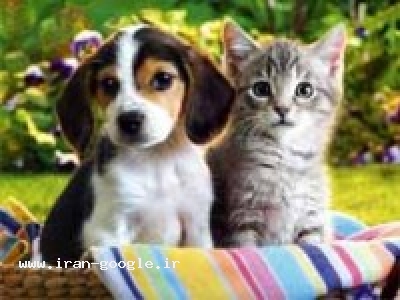 پانسیون ، کلینیک دامپزشکی قیطریه