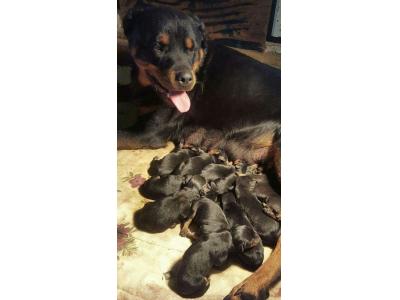 فروش سگ روتوایلر_فروش سگ روتوایلر پوزه دلقکی