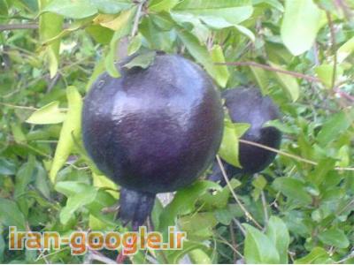 خرید رب انارخالص خانگی+انارملس,خرید رب انار اعلا,خرید رب انار خانگی,فروش رب انار محلی,خرید رب انار درجه یک,فروش رب انار ارگانیک,خرید سرکه انار خانگی,فروش عمده رب انار محلی,خرید ارب انار خانگی,خید رب انار خانگی فله ای,قیمت رب انار خانگی,قیمت رب انار م