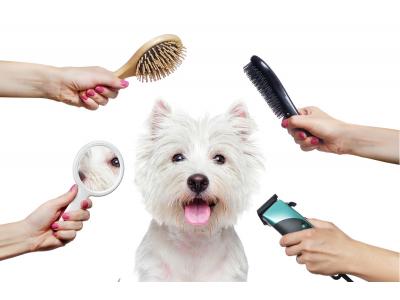 اصلاح و شستشو تخصصی حیوانات خانگی - نیاوران