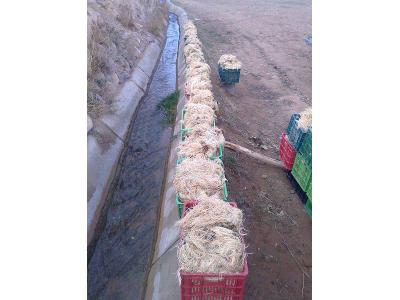 برد-برداشت و فروش عمده سنبل الطیب