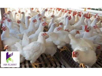 فروش ویژه خوراک مرغ