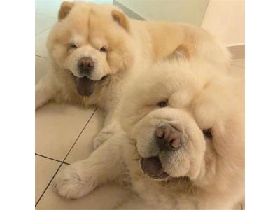  قیمت چاو چاو ، فروش چاو چاو چمپیون 