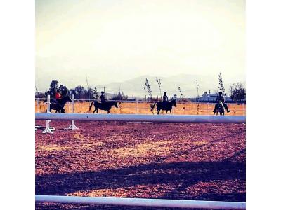 پانسیون اسب در شیراز-آموزش سوارکاری از پایه تا پیشرفته در شیراز 