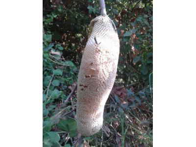   فروش عسل طبیعی جمع آوری و عرضه عسل کُنار