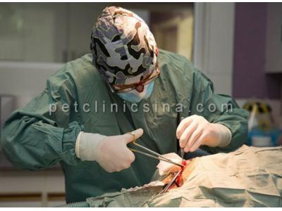 جراحی دندان-عقیم سازی حیوانات خانگی