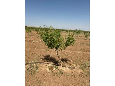 فروش باغات چهارهزارمتری مجتمع باغچه ای مزرعه بادام چسکین