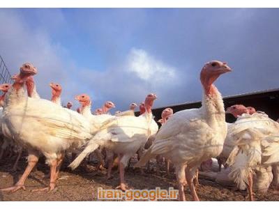 خریدبوقلمون زنده و آماده کشتار