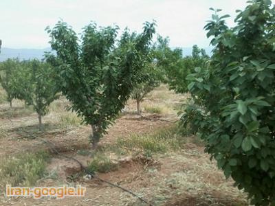 فروش باغچه های هزارمتری در مجتمع باغچه ای زعفرانیه کرج