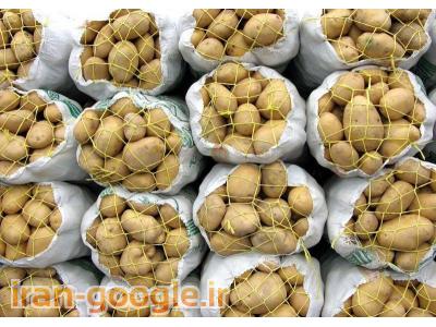 خرید و فروش سیب زمینی