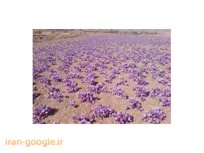 خریدوفروش پیاززعفران