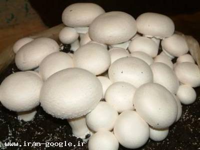 تولید کمپوست قارچ-فروش کمپوست قارچ دکمه ای ، خاک پوششی و بذر قارچ صدفی و دکمه ای 