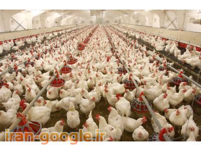 فروش فوری مرغداری ، فروش مرغداری