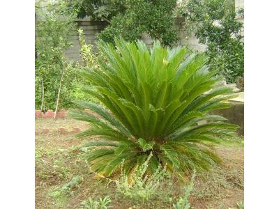 فروش زمین مسکونی با موقعیت ایده آل ساخت ویلا در شمال (گیلان- لنگرود)