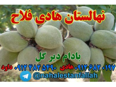 نهالستان هادی فلاح