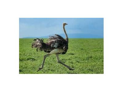 فروش شتر مرغ کشتاری