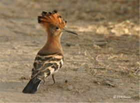  خرید کلیه حیوانات خانگی و خاص