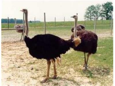 فروش شتر مرغ پرواری