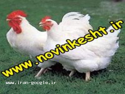 فارسی-خرید سی دی پرورش مرغ گوشتی و مرغداری