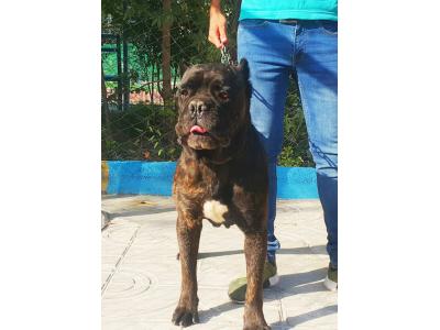 توله های سگ نگهبان نژاد کن کورسو با نسلی خالص وناب