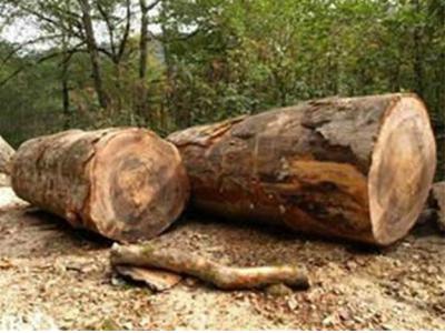 گرجستان-واردات چوب جنگلی‌ راش گرجستان - چوب راش گرجستان  