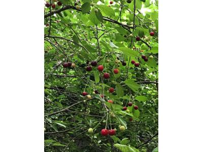 فروش یا معاوضه باغ 