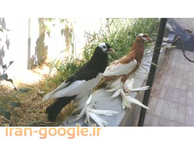 فروش کبوتر زینتی
