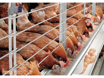 فروش تخم مرغ نطفه دار-مرکز پرورش و فروش مرغ و خروس بومی در شهریار 