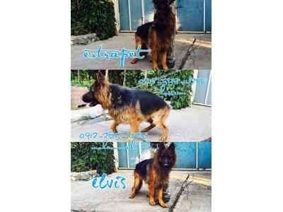  بزرگترین پانسیون ، فروش بیش 150 قلاده سگ 