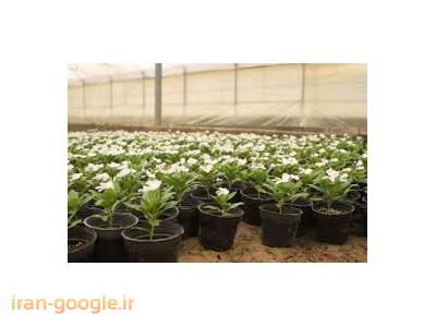 تولید نشاء فصلی خارجی ، طراحی و اجرا فضای سبز