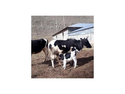 فروش گاو تلیسه آبستن