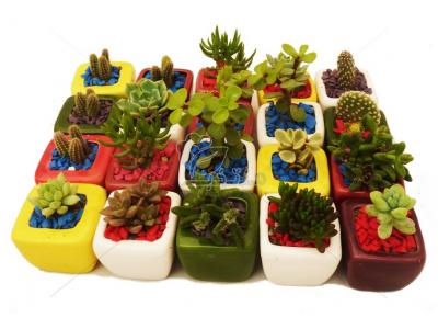 گلخانه های شیشه-بازار گل و گیاه کرج